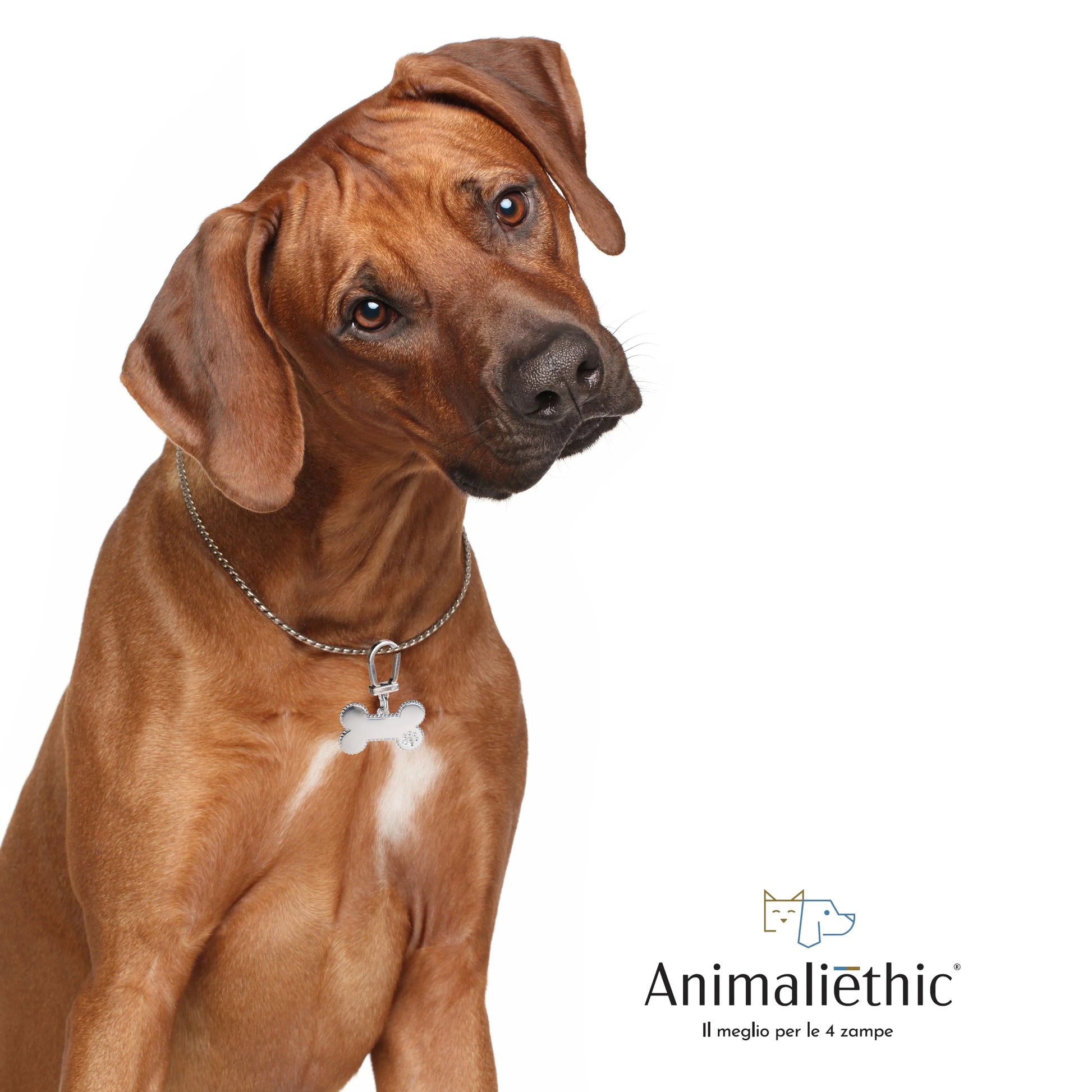 Medaglietta per cani in argento lucida forma osso